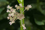 Common milkweed